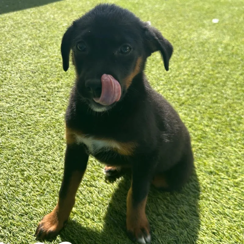 Butterfly thumbnail 2