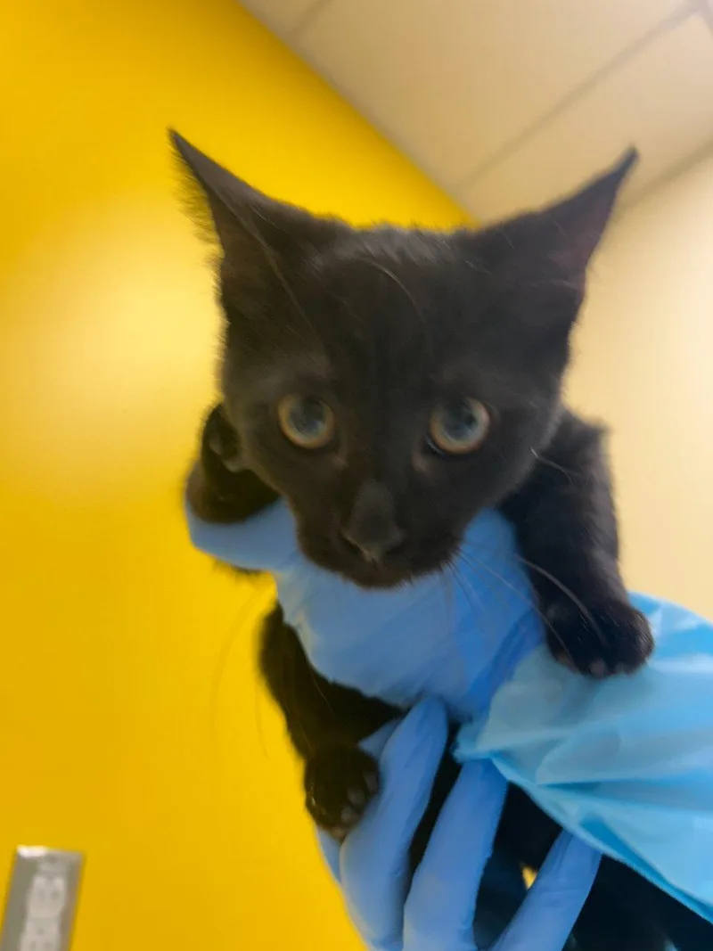 A baby small-sized female Black Domestic Short Hair cat named Bearie for adoption in Raleigh, NC