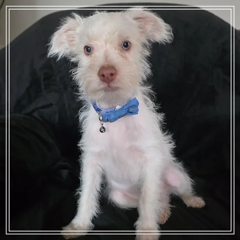 A baby small-sized male White / Cream Terrier dog named Zero for adoption in Chandler, AZ