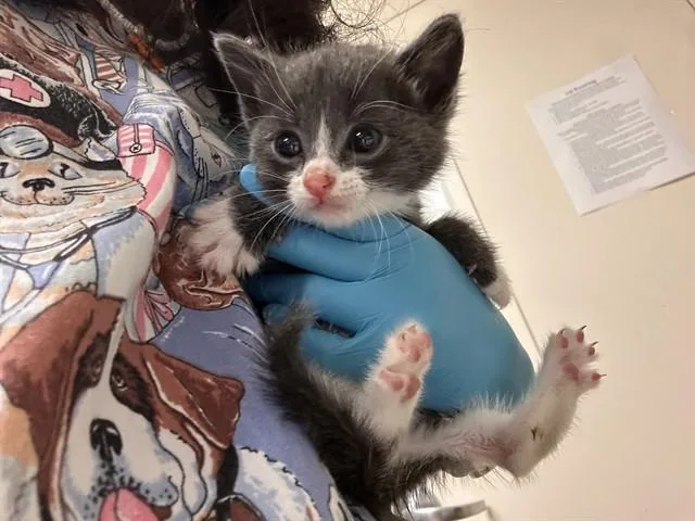 A baby small-sized male Domestic Short Hair cat named Rex for adoption in Riverside, CA