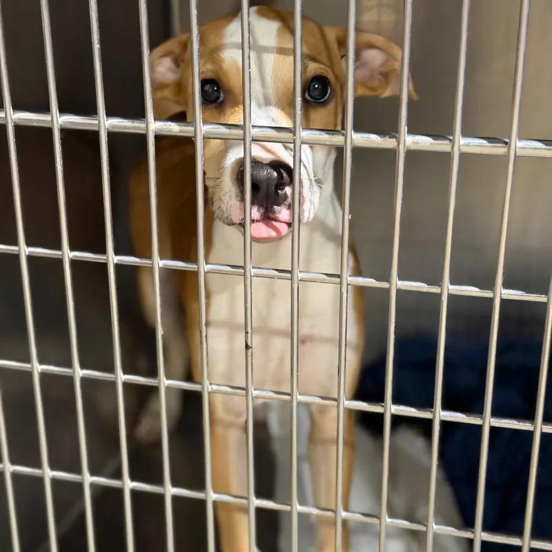 A young medium-sized female Terrier dog named Solar for adoption in Fort Smith, AR
