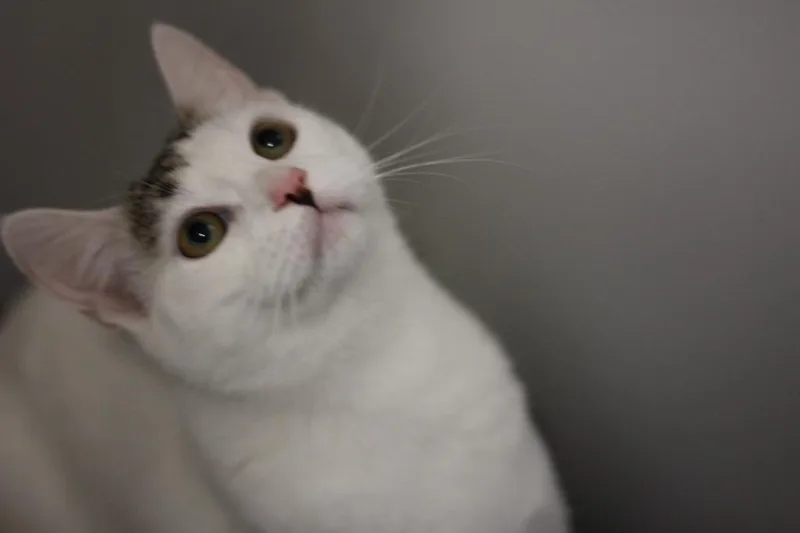 Luna & Stella thumbnail 2