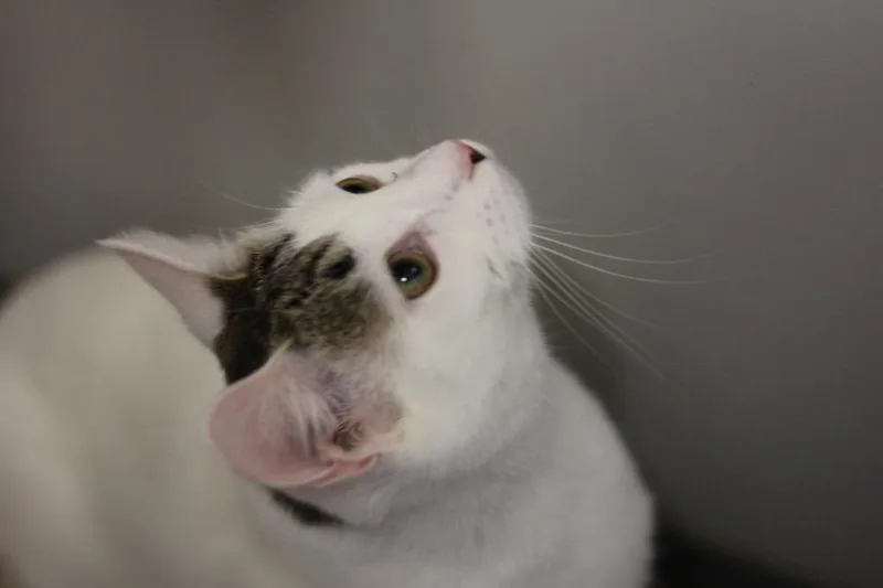 Luna & Stella thumbnail 3