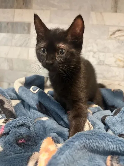 A baby small-sized female Black Domestic Short Hair cat named Luna for adoption in Pearland, TX