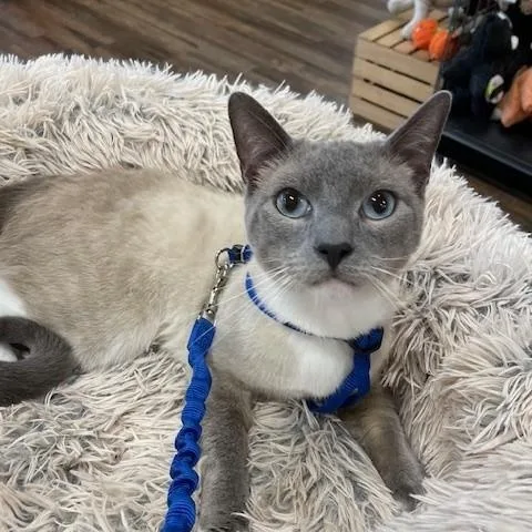 An adult medium-sized male Lilac Point Siamese cat named Blue for adoption in Decatur, AL