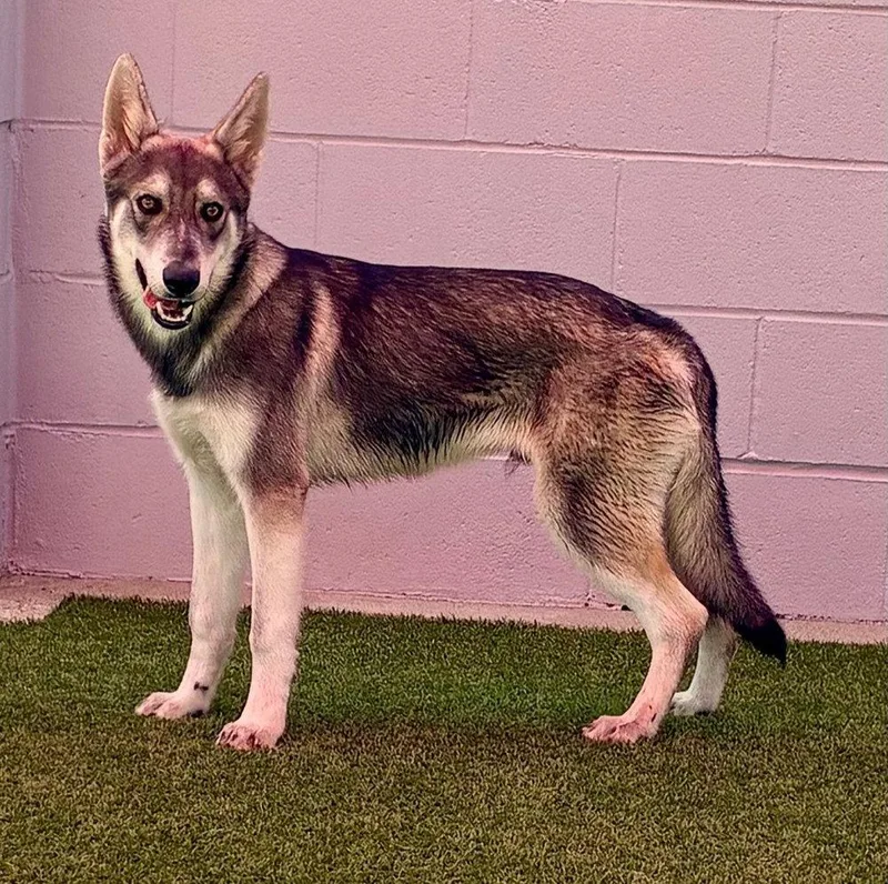 A young medium-sized male German Shepherd Dog dog named Sterling for adoption in Cupertino, CA