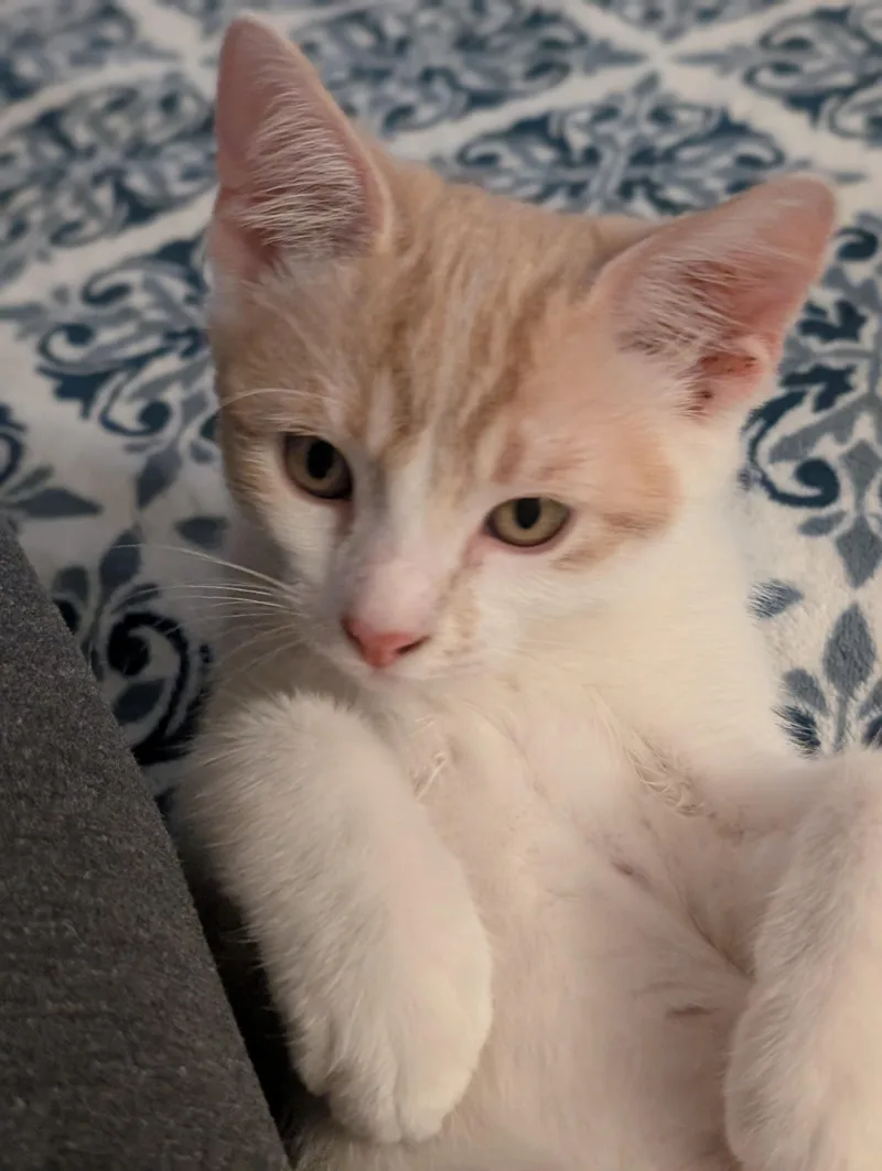 A baby medium-sized male Buff & White Domestic Short Hair cat named Teddi for adoption in Concord, CA