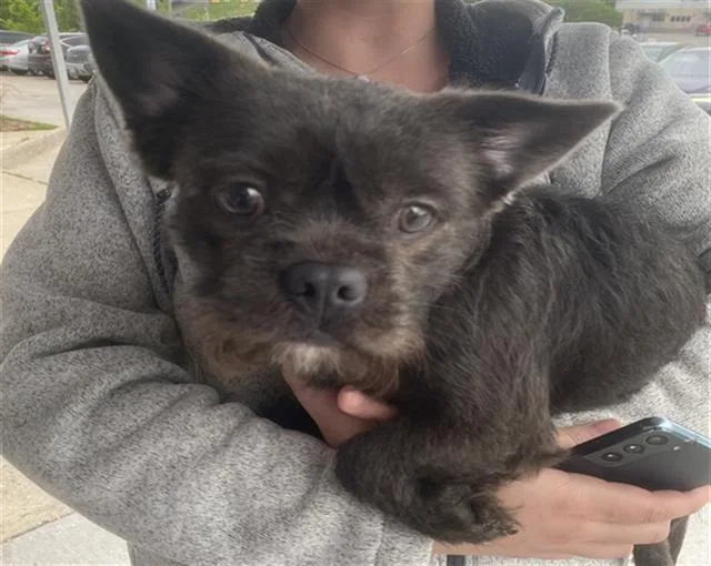A young medium-sized male Mixed Breed dog named Goofy for adoption in Dallas, TX