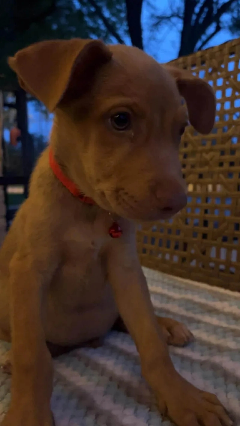 A baby small-sized male Red / Chestnut / Orange Mixed Breed dog named Rustym for adoption in Paramus, NJ