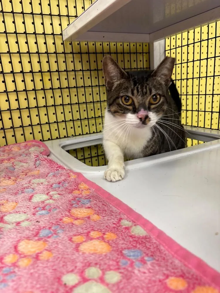 An adult medium-sized male Domestic Short Hair cat named Rumple for adoption in Orlando, FL