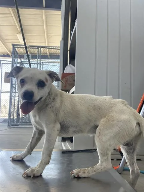 A young small-sized male Chihuahua dog named Happy for adoption in Bakersfield, CA