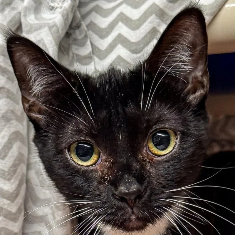 A young medium-sized female Black Domestic Short Hair cat named Morticia for adoption in Kennebunk, ME