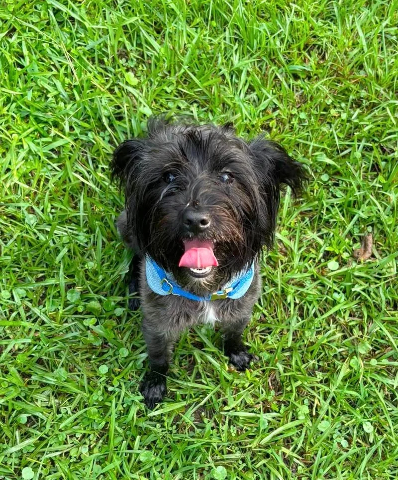 A baby small-sized male Black Yorkie Poo dog named Miko for adoption in Gulfport, MS