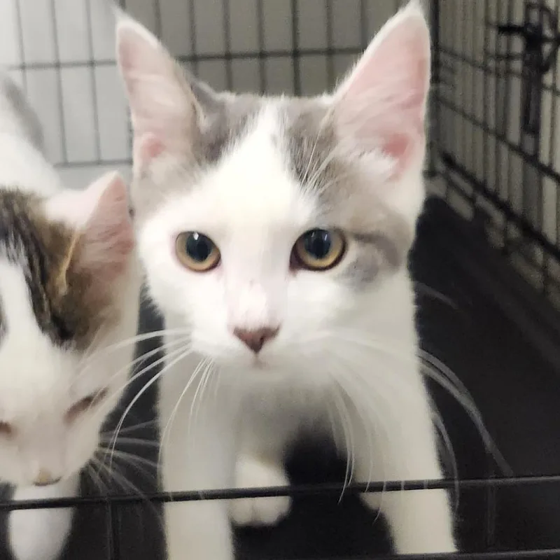 A baby small-sized male White Domestic Short Hair cat named Pheobo for adoption in Novelty, OH