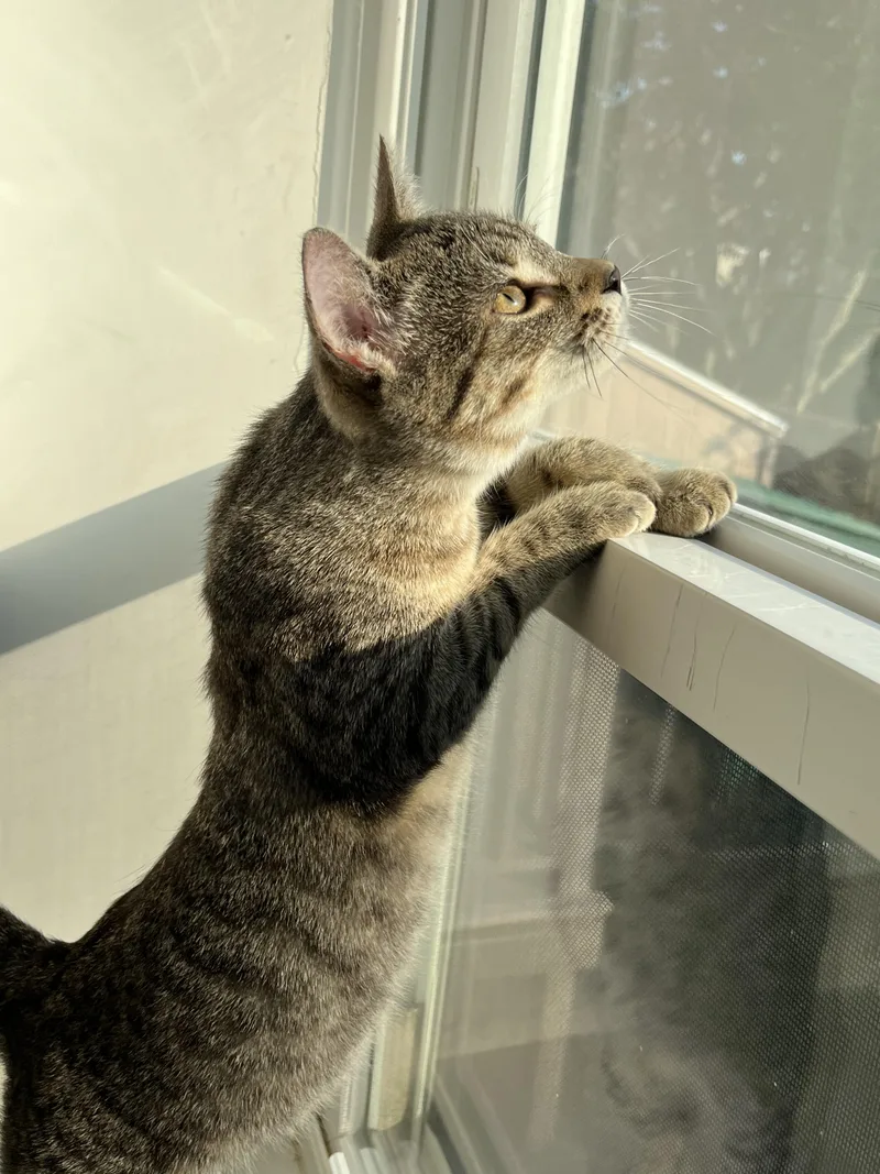 A baby small-sized male Tabby (Gray / Blue / Silver) American Shorthair cat named Charade for adoption in Hull, MA