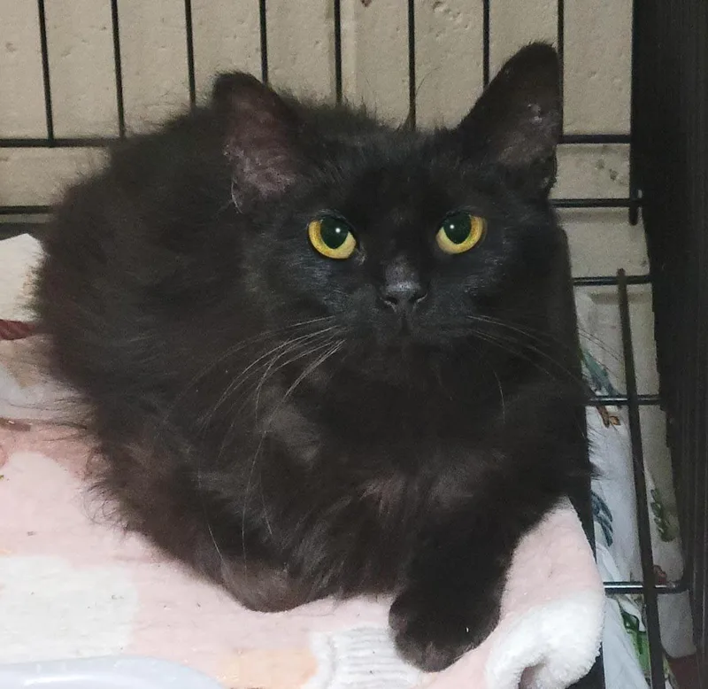 An adult medium-sized female Black Domestic Long Hair cat named Sophie for adoption in Plover, WI