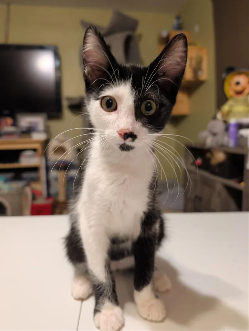 A baby medium-sized male Black & White / Tuxedo Domestic Short Hair cat named Sparrow for adoption in Palm Harbor, FL