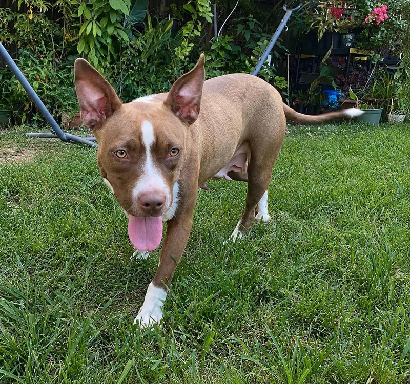 A young medium-sized female Tricolor (Brown, Black, & White) Bull Terrier dog named Waffles for adoption in Horn Lake, MS