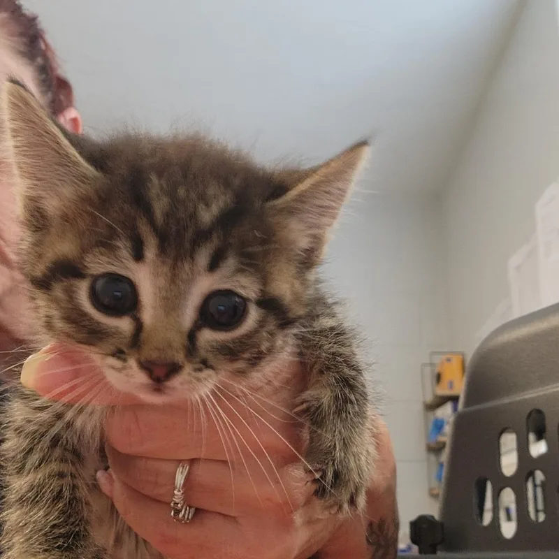 A baby small-sized female Domestic Medium Hair cat named Dior for adoption in Talent, OR