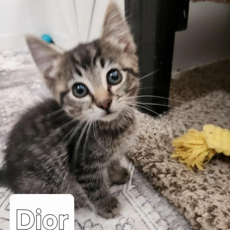 Dior thumbnail 2