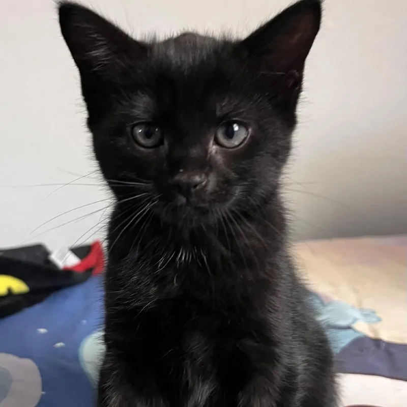 A baby small-sized female Brown / Chocolate Domestic Short Hair cat named Arya for adoption in Port Charlotte, FL