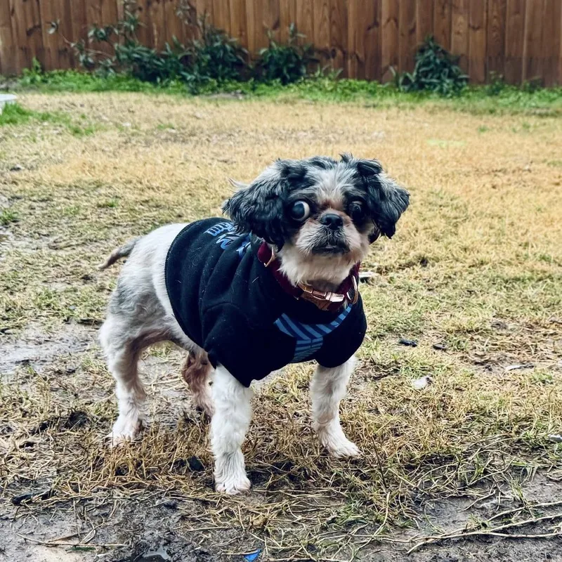 Maleficent thumbnail 2