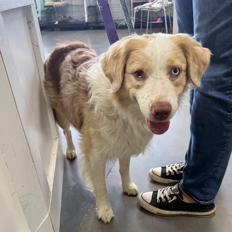 An adult medium-sized male Brown / Chocolate Australian Shepherd dog named Romeo for adoption in Normal, IL