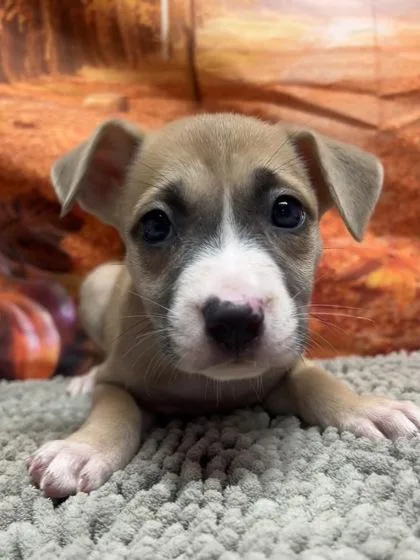 A baby small-sized female Shepherd dog named Bellossom for adoption in San Antonio, TX