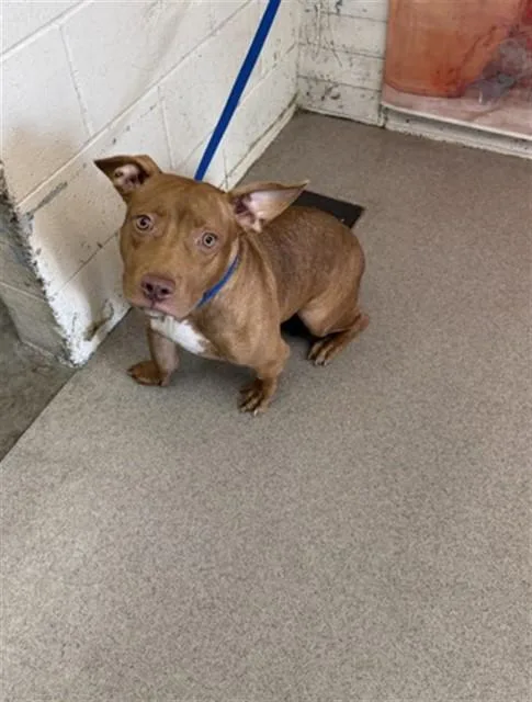A young medium-sized female Pit Bull Terrier dog named Bae Bae for adoption in San Bernardino, CA