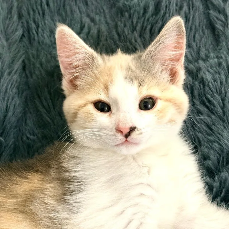 Maxie