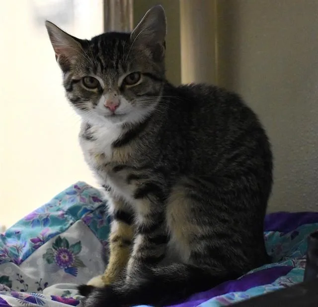 A baby small-sized female Domestic Short Hair cat named Eggo for adoption in Sarasota, FL