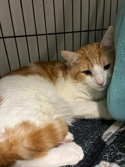 A young medium-sized male Domestic Medium Hair cat named Creamsickle Yale for adoption in Windsor, CT