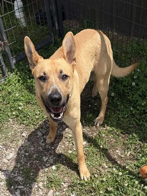 Scooby