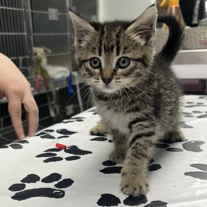 A baby small-sized female Gray / Blue / Silver Domestic Short Hair cat named Josephine for adoption in St. Louis, MO