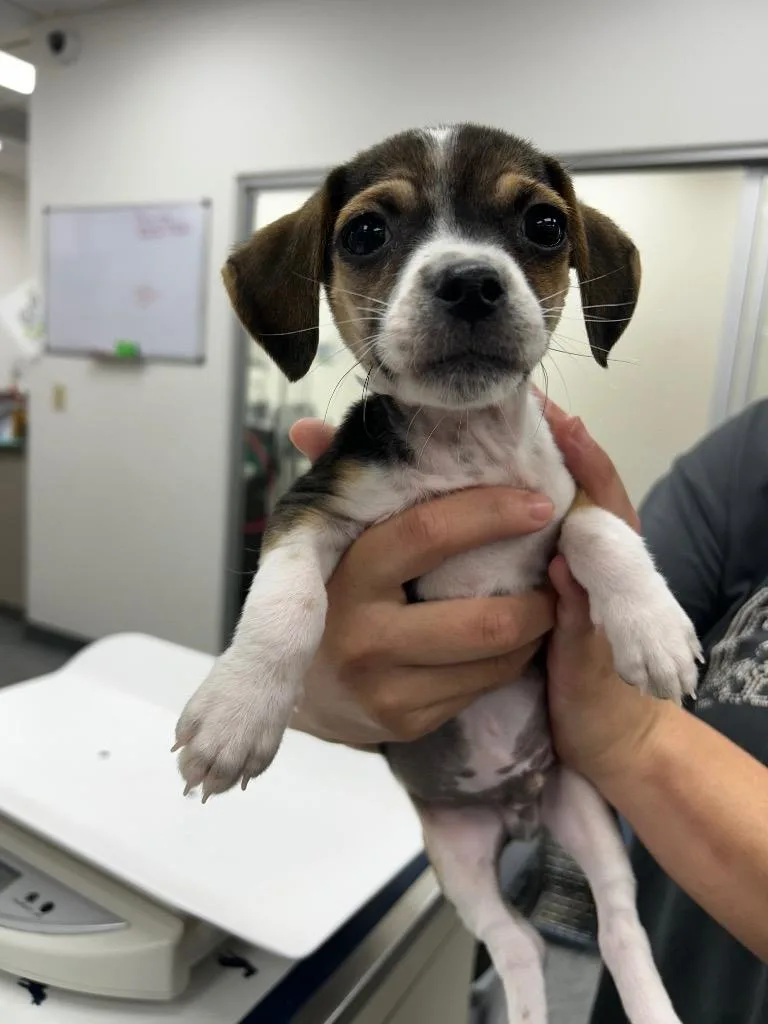 A baby small-sized male Mixed Breed dog named Volt for adoption in Thousand Oaks, CA