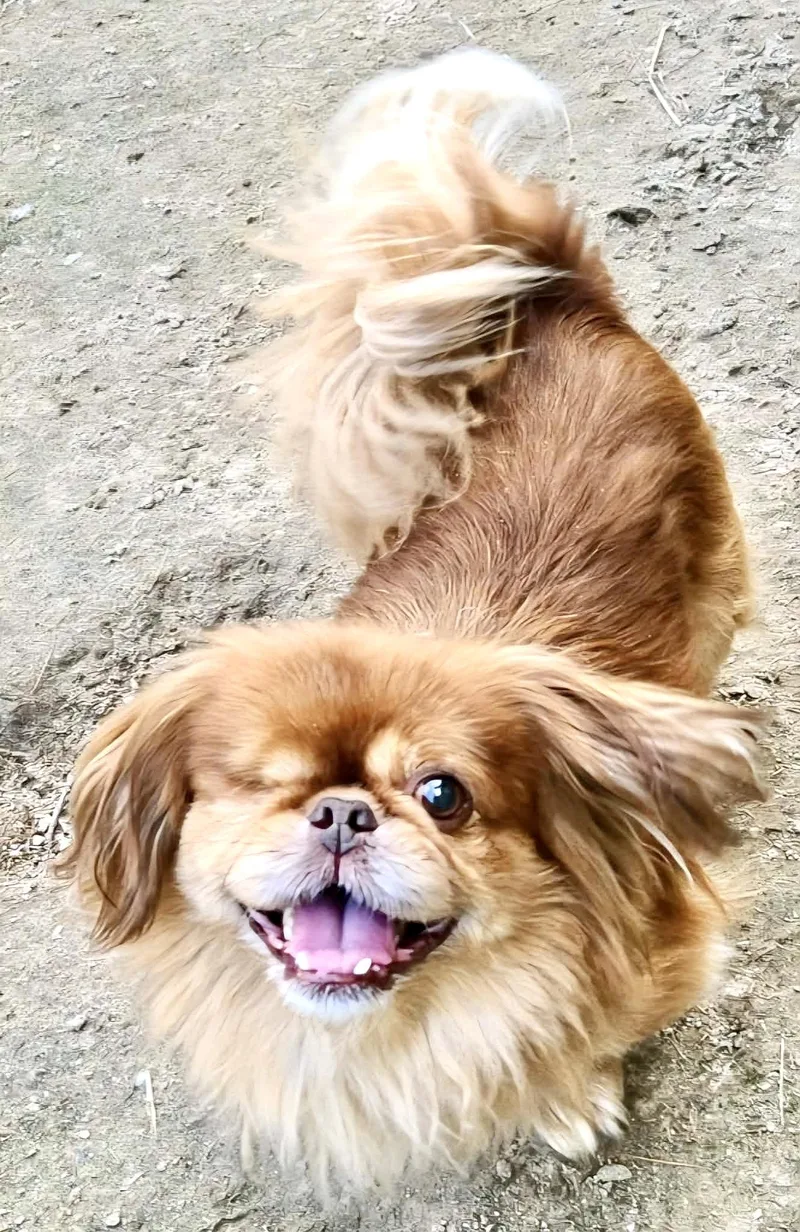 An adult small-sized male Red / Chestnut / Orange Pekingese dog named Hauss for adoption in Portland, ME