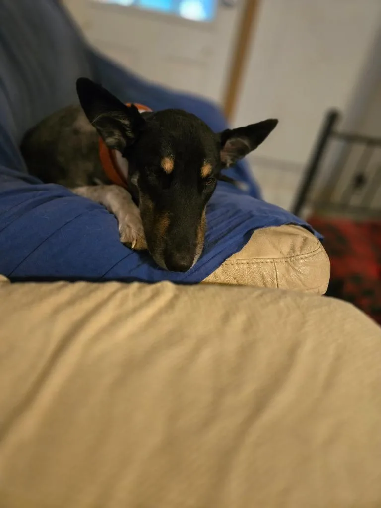 Gomer thumbnail 2
