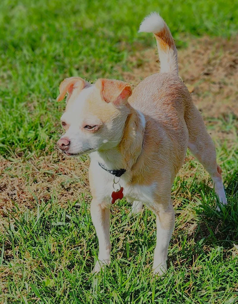 A senior small-sized female Chihuahua dog named Sandy for adoption in Lisbon, IA