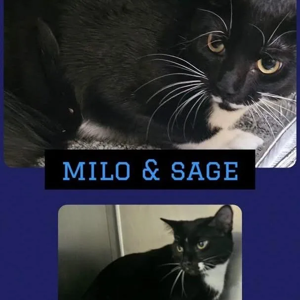 A young medium-sized female Black Domestic Short Hair cat named Sage for adoption in Wheeling, IL