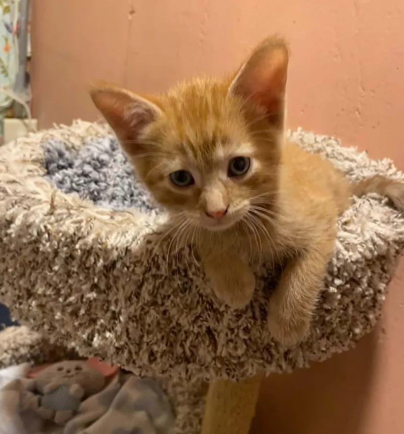 A baby medium-sized male Orange / Red Tabby cat named Canelle for adoption in Kenosha , WI