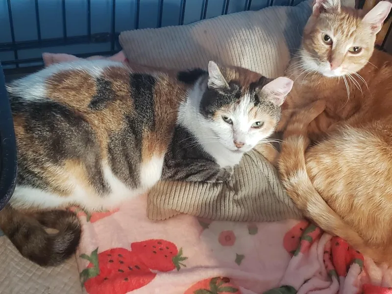 A young medium-sized female Calico Domestic Short Hair cat named Anthea for adoption in Lemoyne, PA