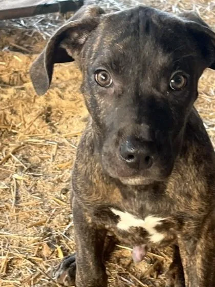 A baby large-sized male Terrier dog named Singer for adoption in Malvern, PA