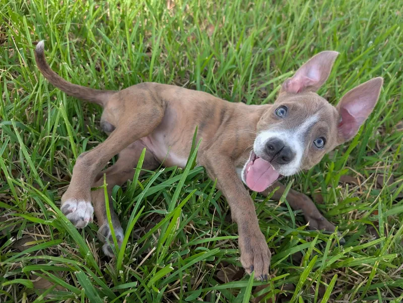 A baby medium-sized female Brindle American Staffordshire Terrier dog named Wiggles aka Ms Twerk for adoption in kirby, TX