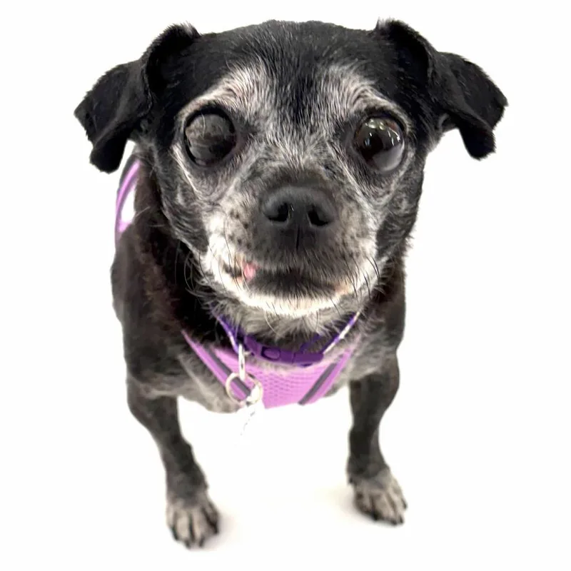 A senior small-sized female Pug dog named Louise for adoption in San Francisco, CA