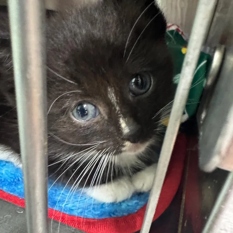 A baby small-sized male Black Domestic Short Hair cat named Beetlejuice for adoption in Baltimore, MD