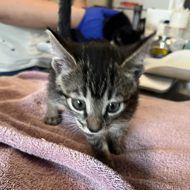 A baby small-sized female Brown / Chocolate Domestic Short Hair cat named Bugsly for adoption in Hinsdale, IL