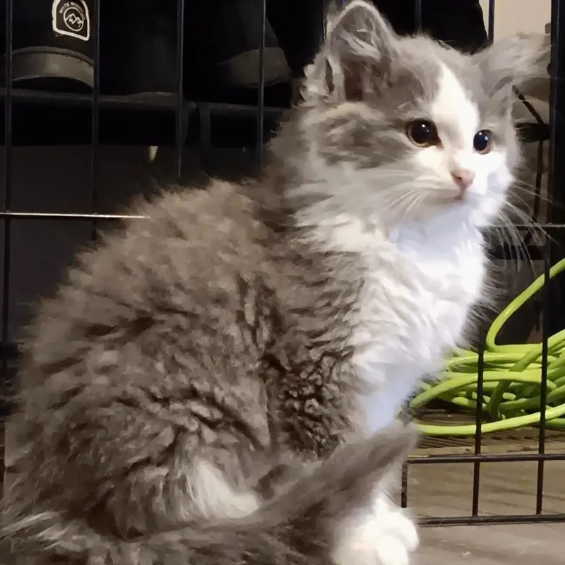 A baby medium-sized female Gray & White Domestic Medium Hair cat named Smalls for adoption in Gastonia, NC