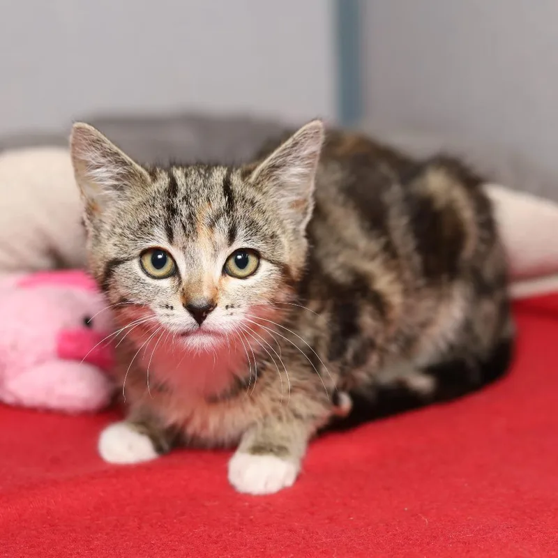 A baby small-sized female Torbie Domestic Short Hair cat named Thistle for adoption in Evansville, IN