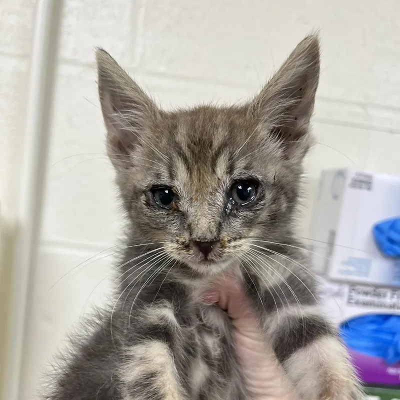 A baby small-sized male Gray / Blue / Silver Domestic Short Hair cat named Winston for adoption in Harrisonburg, VA