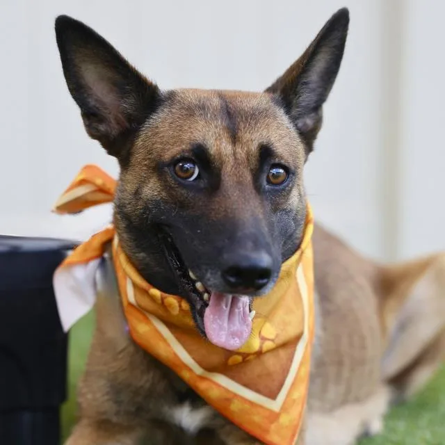 An adult medium-sized female German Shepherd Dog dog named Cupcake for adoption in San Antonio, TX